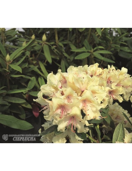 Różanecznik George Sand