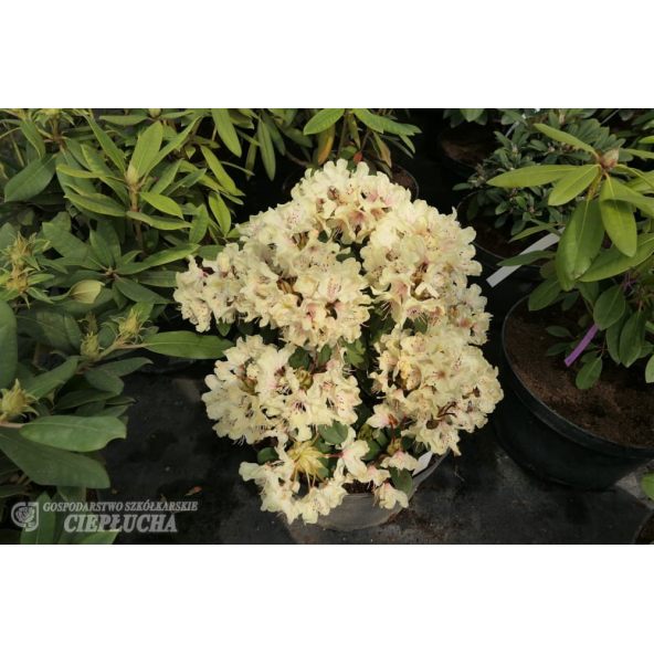 Różanecznik George Sand