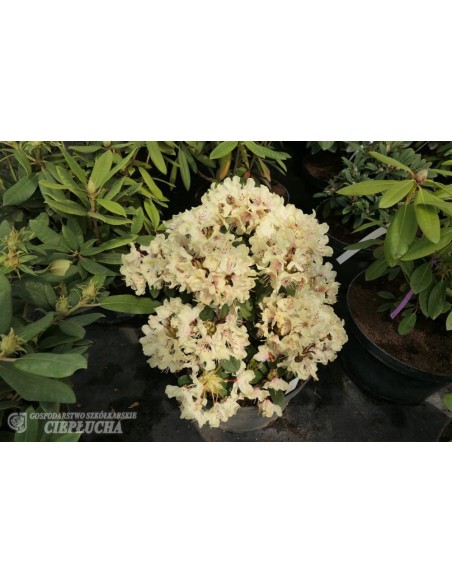 Różanecznik George Sand