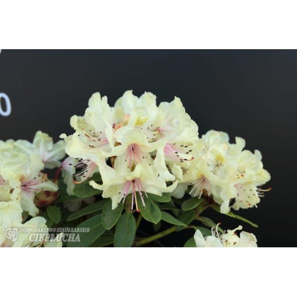 Różanecznik George Sand