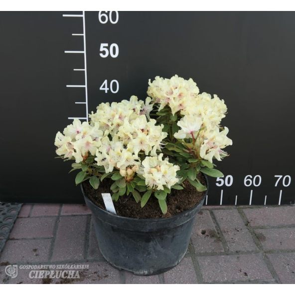 Różanecznik George Sand