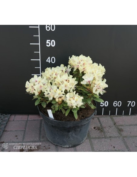 Różanecznik George Sand