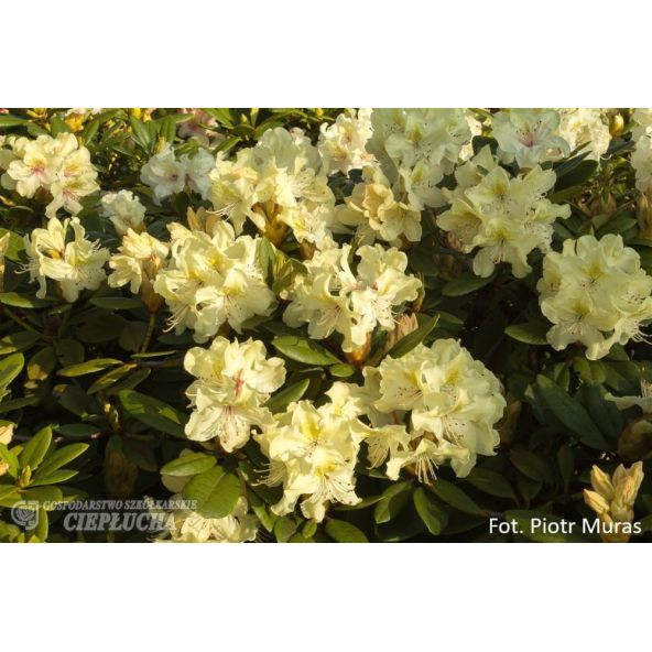 Różanecznik George Sand