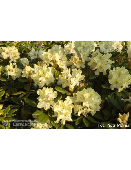 Różanecznik George Sand