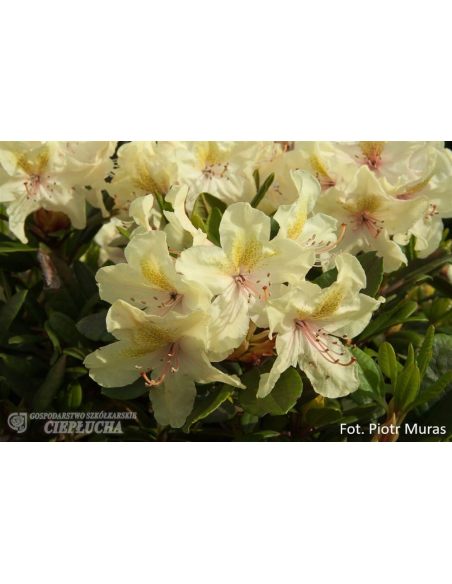 Różanecznik George Sand