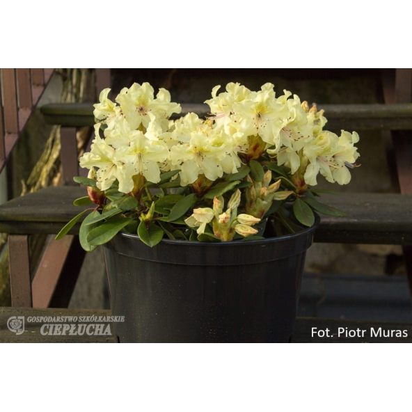 Różanecznik George Sand