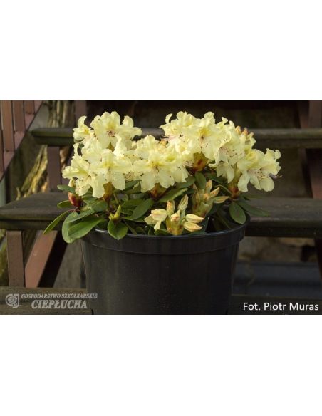 Różanecznik George Sand