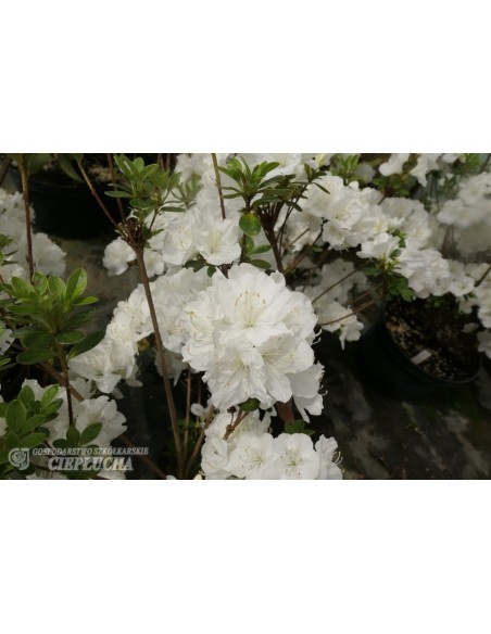 Azalia japońska Snezka Azalia japońska Snezka