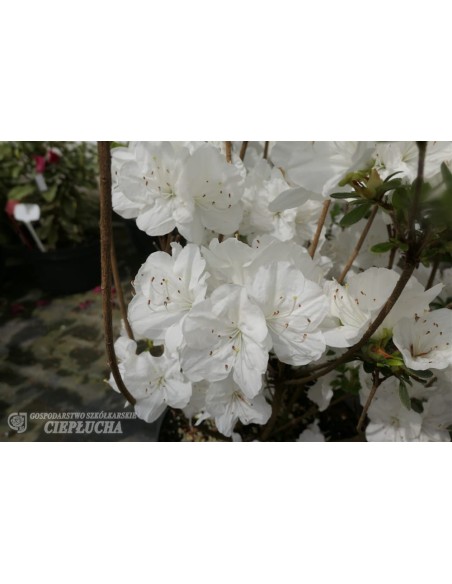 Azalia japońska Snezka Azalia japońska Snezka
