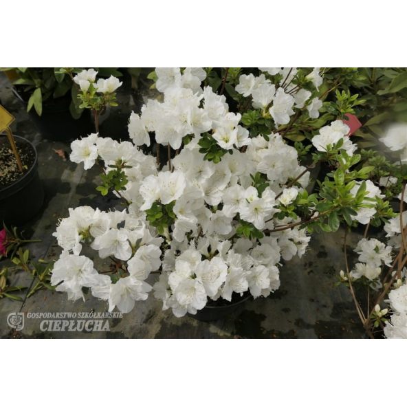 Azalia japońska Snezka