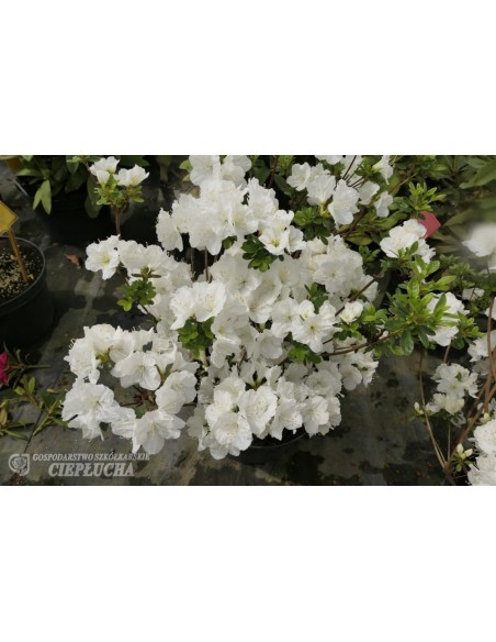 Azalia japońska Snezka Azalia japońska Snezka