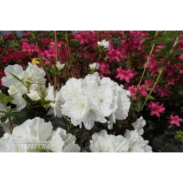 Azalia japońska Snezka