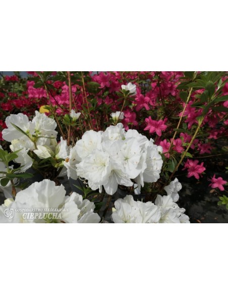 Azalia japońska Snezka Azalia japońska Snezka