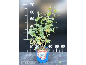 Borówka amerykańska Chanticleer