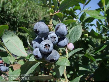 Borówka amerykańska Chanticleer 2
