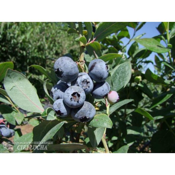 Borówka amerykańska Chanticleer