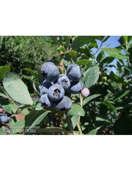 Borówka amerykańska Chanticleer