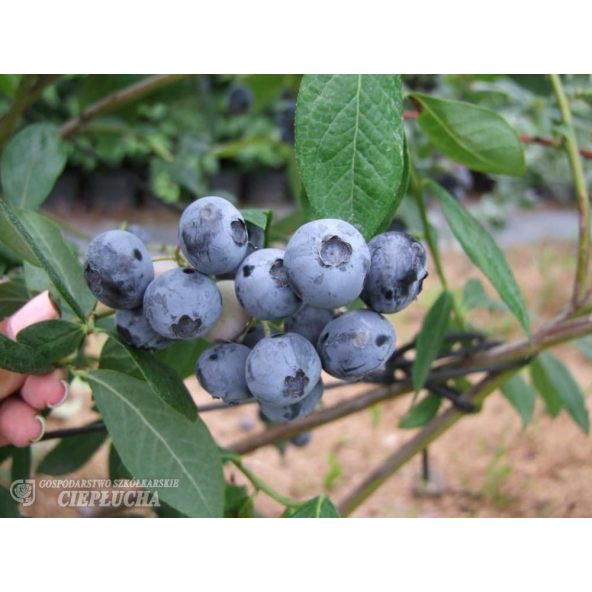 Borówka amerykańska Chanticleer