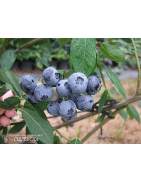 Borówka amerykańska Chanticleer