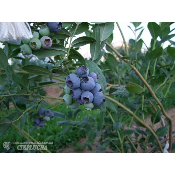 Borówka amerykańska Chanticleer