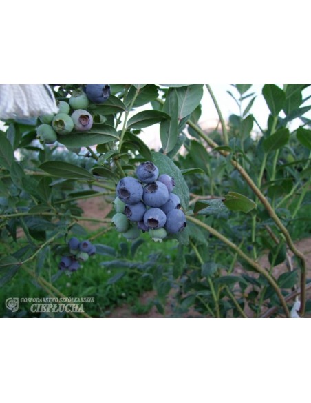 Borówka amerykańska Chanticleer