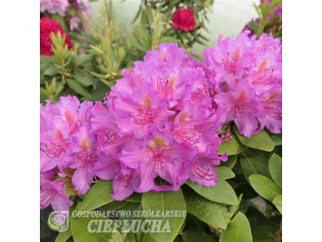 Różanecznik Pink Purple Dream