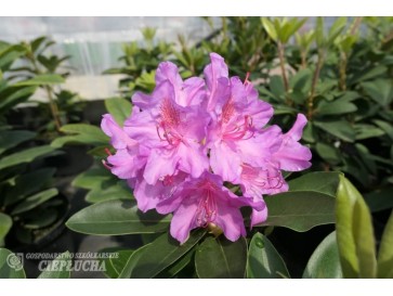 Różanecznik Pink Purple Dream 2