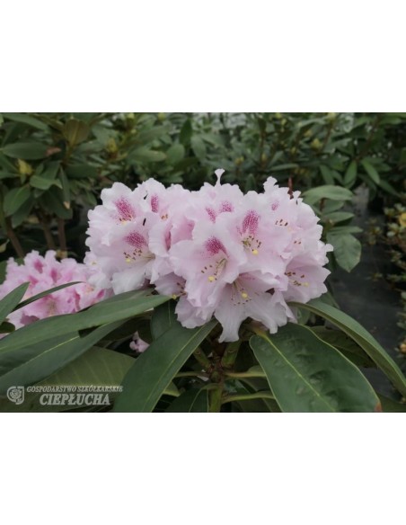 Różanecznik Bouzov