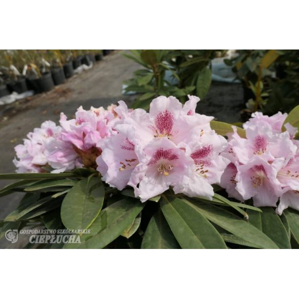 Różanecznik Bouzov