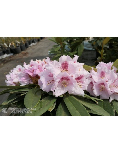 Różanecznik Bouzov