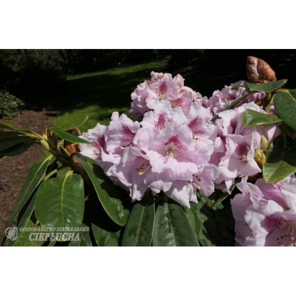 Różanecznik Bouzov