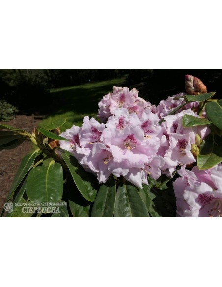 Różanecznik Bouzov