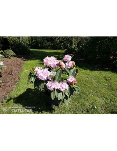 Różanecznik Bouzov