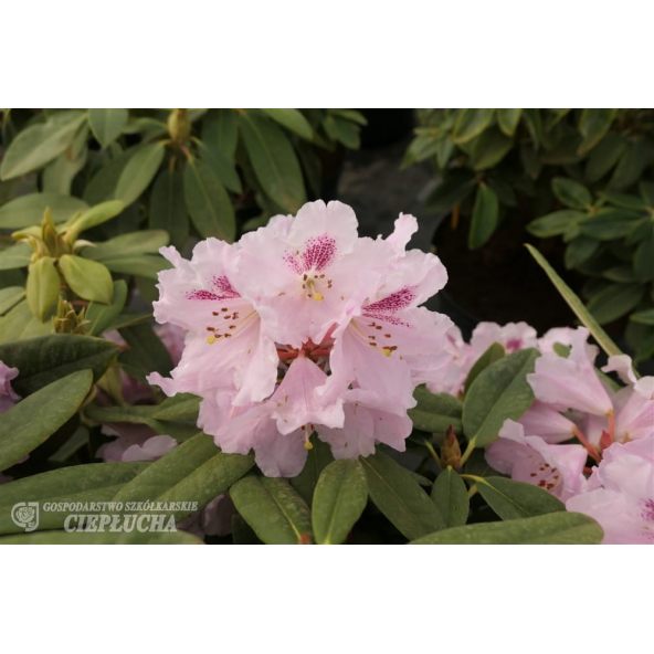 Różanecznik Bouzov