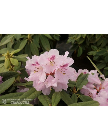 Różanecznik Bouzov