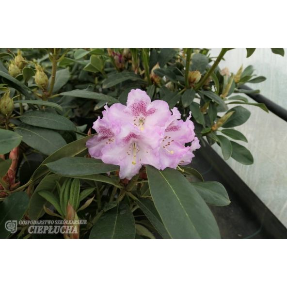 Różanecznik Bouzov