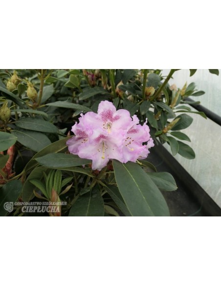 Różanecznik Bouzov