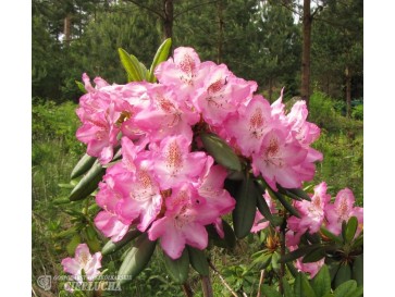 'Eija' - różanecznik wielkokwiatowy
Rhododendron hybridum 'Eija'