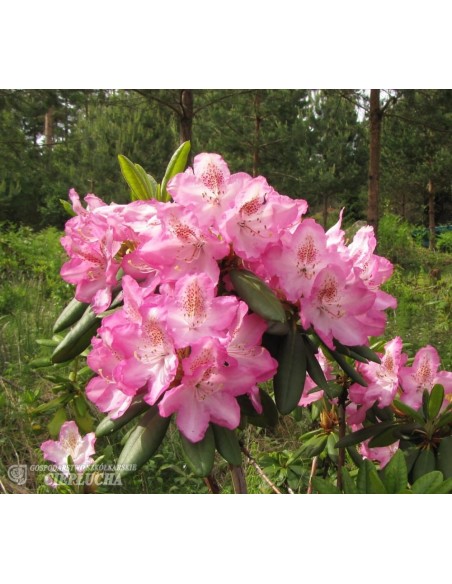 'Eija' - różanecznik wielkokwiatowy
Rhododendron hybridum 'Eija'