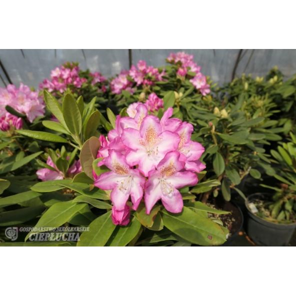 'Eija' - różanecznik wielkokwiatowy
Rhododendron hybridum 'Eija'