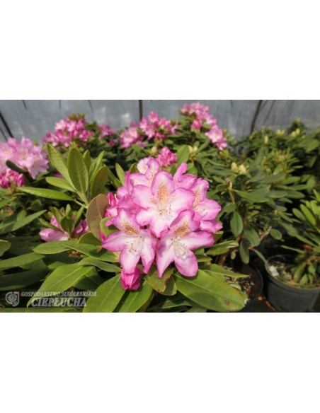 'Eija' - różanecznik wielkokwiatowy
Rhododendron hybridum 'Eija'