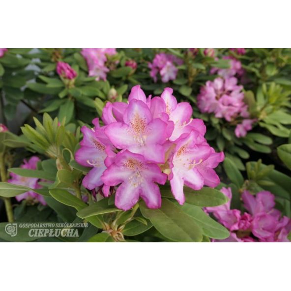'Eija' - różanecznik wielkokwiatowy
Rhododendron hybridum 'Eija'