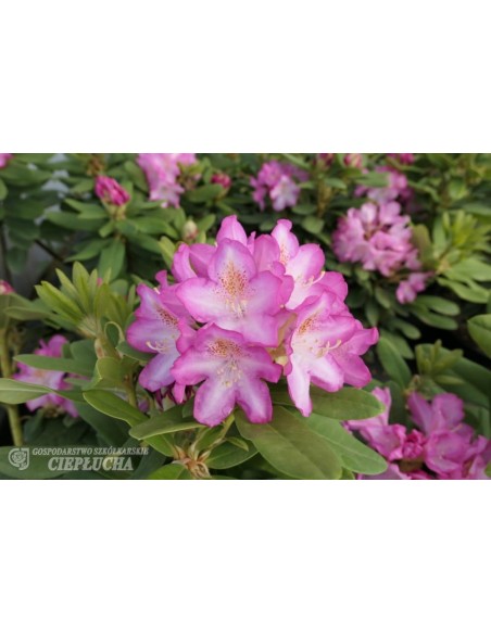 'Eija' - różanecznik wielkokwiatowy
Rhododendron hybridum 'Eija'