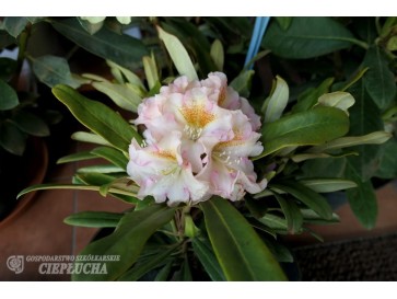 Różanecznik Kristian's Cute