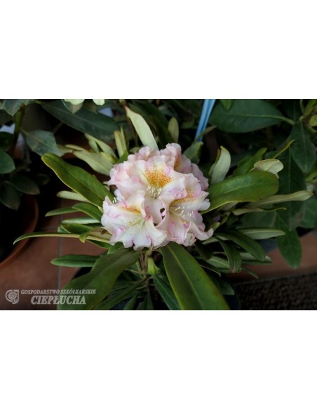 Różanecznik Kristian's Cute