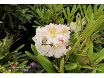 Różanecznik Kristian's Cute 2