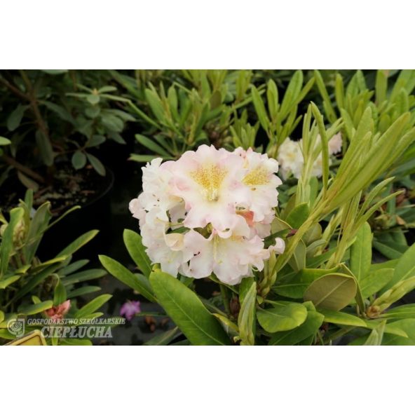 Różanecznik Kristian's Cute