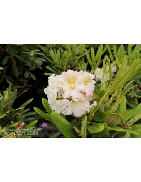 Różanecznik Kristian's Cute