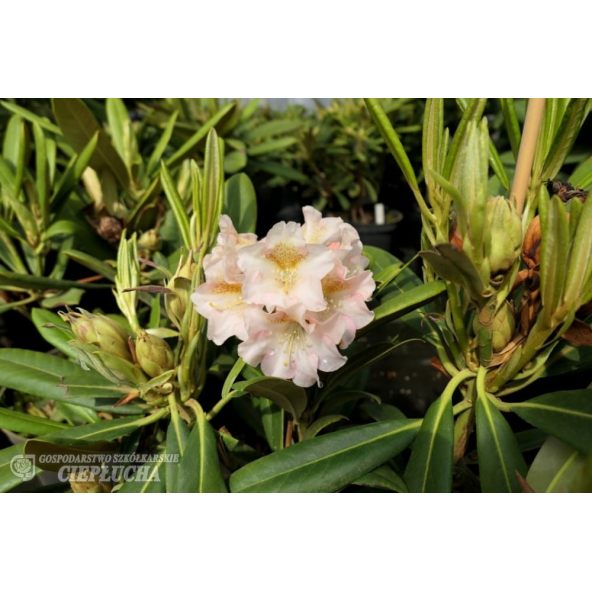 Różanecznik Kristian's Cute