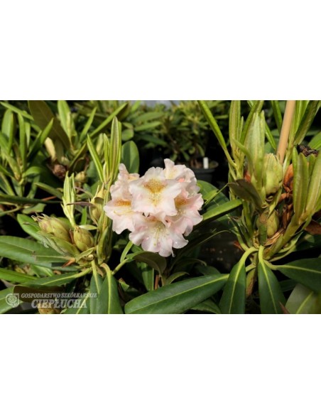 Różanecznik Kristian's Cute